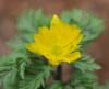 Show product details for Adonis ramosa